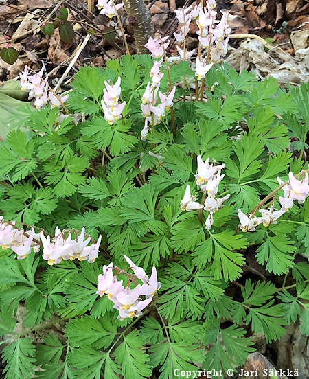 Dicentra cucullaria - keijunpikkusydn